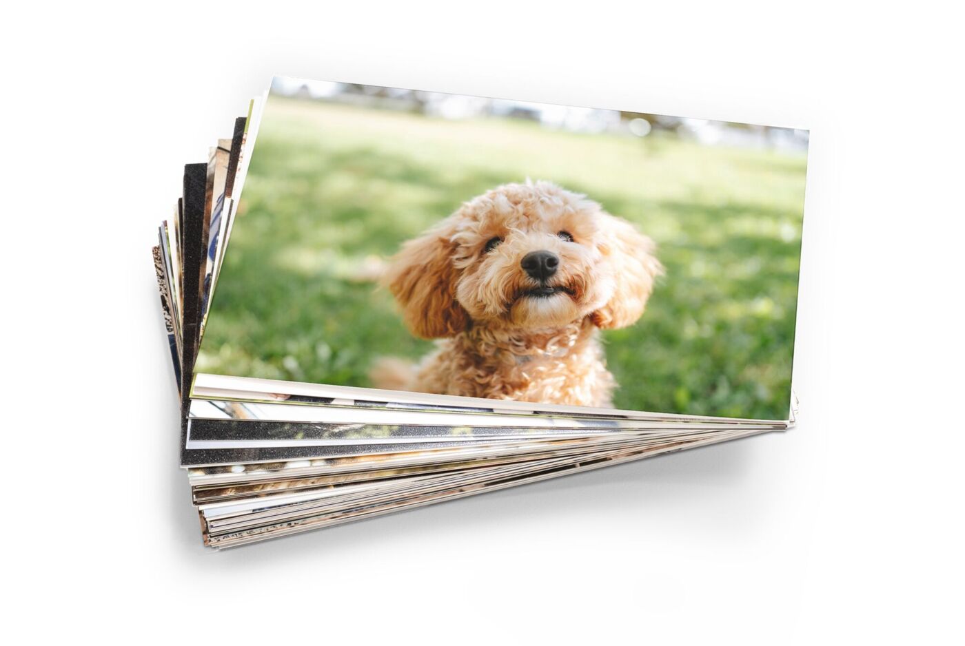 Tirages photo classiques avec le portrait d’un chien dans la nature